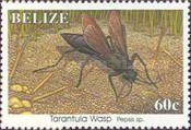 Tarantula Wasp (Pepsis sp.)