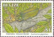 Metallic Wood Borer (Euchroma gigantea)