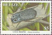 Click Beetle (Alaus oculatus)