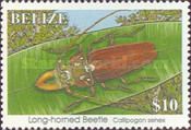Long-horned Beetle (Callipogon senex)
