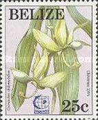 Cycnoches chlorochilon - Overprinted