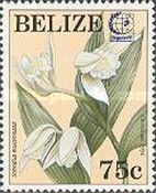 Sobralia mucronata - Overprinted