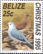 Blue Ground Dove (Claravis pretiosa)