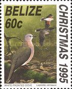 White-fronted Dove (Leptotila verreauxi)