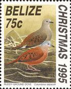 Ruddy Ground Dove (Columbina talpacoti)