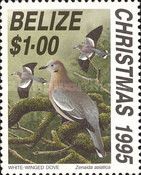 White-winged Dove (Zenaida asiatica)