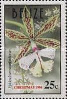 Epidendrum stamfordianum