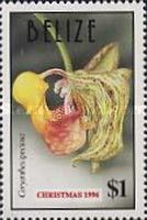 Coryanthes speciosa
