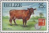 Red Poll