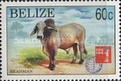 Brahman