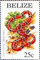 Coral Snake (Micrurus diastema)