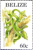 Green Vine Snake (Oxybelis fulgidus)