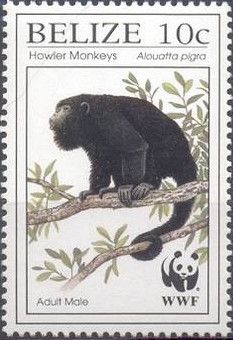 Central American Howler Monkey (Alouatta pigra) - Adult Male