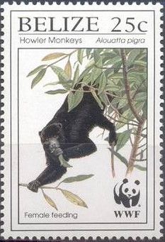 Central American Howler Monkey (Alouatta pigra) - Female