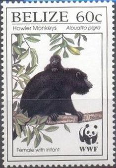 Central American Howler Monkey (Alouatta pigra)-Female, baby