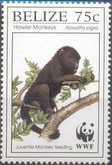 Central American Howler Monkey (Alouatta pigra) - Juvenile