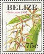 Macradenia brassavolae
