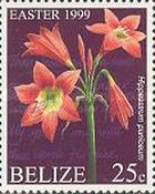 Hippeastrum puniceum