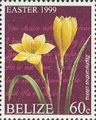 Zephyranthes citrina
