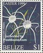 Hymenocallis littoralis