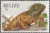 Iguana (Iguana iguana)