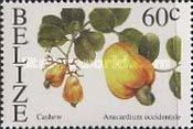 Cashew (Anacardium occidentale)