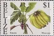 Banana (Muca sp.)