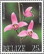 Bletia purpurea