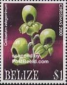 Catasetum integerrimum