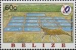 Shrimp Farming