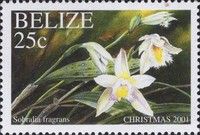 Sobralia fragrans