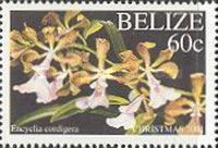 Encyclia cordigera