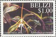 Epidendrum nocturnum