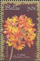 Epidendrum hawkesii