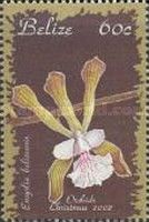 Encyclia belizensis