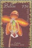 Eriopsis biloba