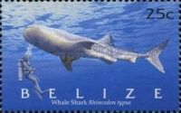 Whale Shark (Rhincodon typus)