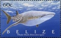 Whale Shark (Rhincodon typus)