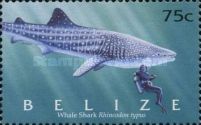 Whale Shark (Rhincodon typus)