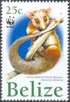 Central American Woolly Opossum (Caluromys derbianus)