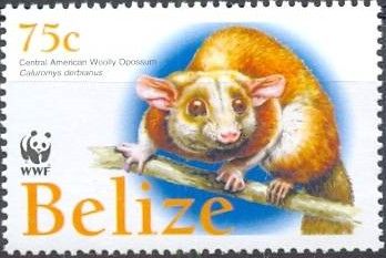 Central American Woolly Opossum (Caluromys derbianus)