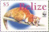 Central American Woolly Opossum (Caluromys derbianus)