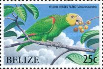 Yellow-headed Parrot (Amazona oratrix)