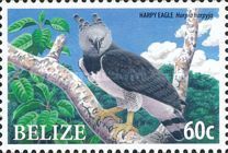 Harpy Eagle (Harpia harpyja)
