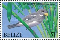 Slate-colored Seedeater (Sporophila schistacea)