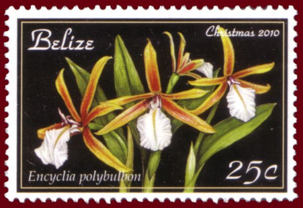 Encyclia polybulbon