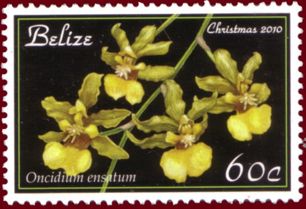 Oncidium ensatum