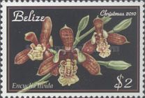 Encyclia livida