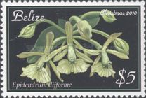 Epidendrum difforme