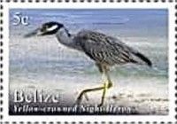 Yellow-Crowned Night Heron (Nyctanassa violacea)